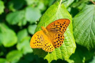 Blutterfly, Flower, Nature, Clolor, Close-up