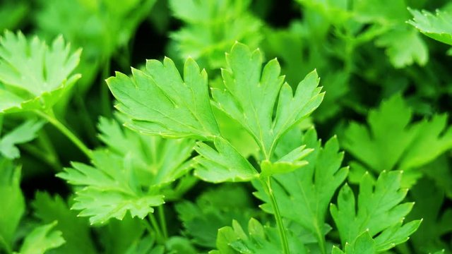 Green parsley grows in the garden.