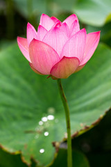 花菜ガーデンのハス