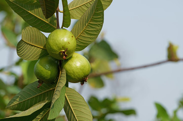 Bunch of guava fruits on branch in the garden. Psidium guajava plant