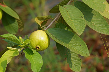Close up of ripe guava fruit in garden. Psidium guajava plant