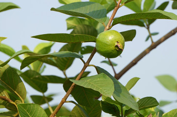 Guava fruit and green leaves on blue sky background. Psidium guajava plant