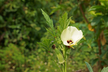 Flower and fruit of okra plant in the field