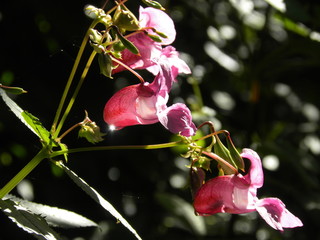 Wilde Orchidee