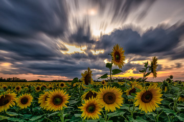 Sonnenblumen Feld Langzeitbelichtung // Sunflower field longtimeexposure