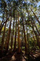 Giant Karri trees in Boranup Forrest in Western Australia