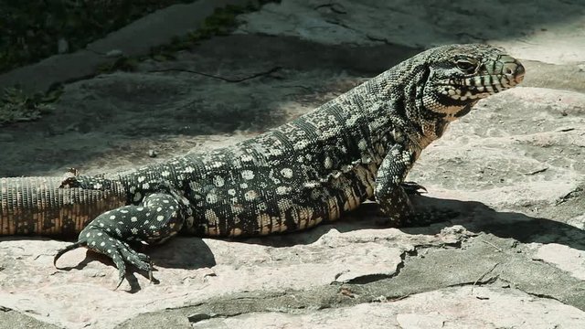 Overo lizard close up - Resting. South american reptile