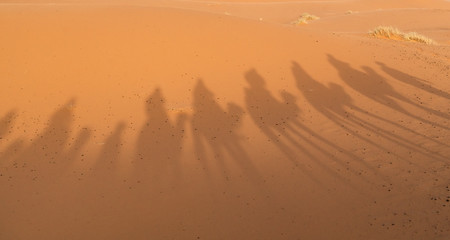 Shadow of caravan walking in Merzouga Sahara desert on Morocco