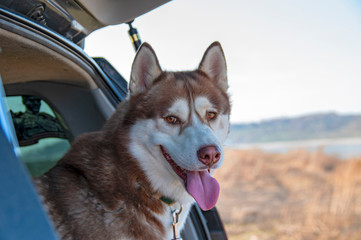 Portrait brown Siberian husky dog in the trunk car. Front view, smiling dog with his tongue out. Husky looking at the camera, at you
