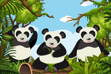 Pandas in jungle scene
