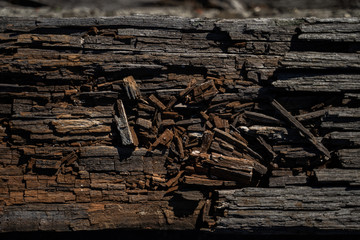Timber texture background graphic asset. Close up.