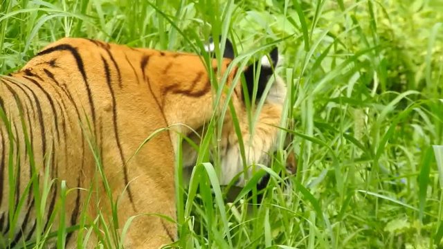 The Bengal tiger (Panthera tigris tigris) is a tiger population native to the Indian subcontinent. It is listed as Endangered on the IUCN Red List since 2008, and was estimated at comprising fewer 