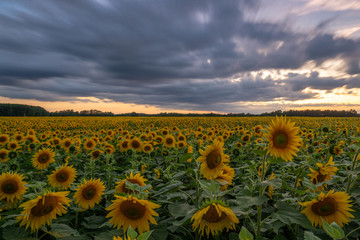 Fototapeta premium Sonnenblumen Feld Langzeitbelichtung // Sunflower field longtimeexposure