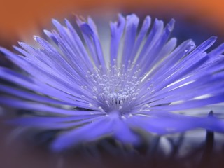 Beautiful blue flower, background for text