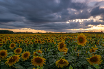 Fototapeta premium Sonnenblumen Feld Langzeitbelichtung // Sunflower field longtimeexposure
