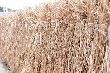 稲の天日干し