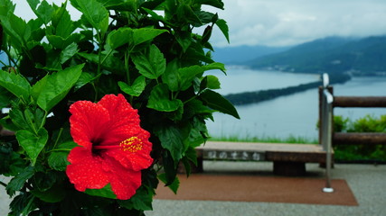 ハイビスカスと天橋立