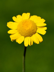 Faerberkamille; Anthemis tinctoria