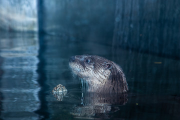 The river otter of North America