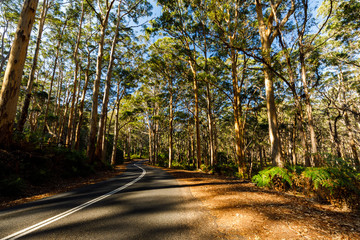 Winding Road through Boranup Karri Forrest in Western Australia