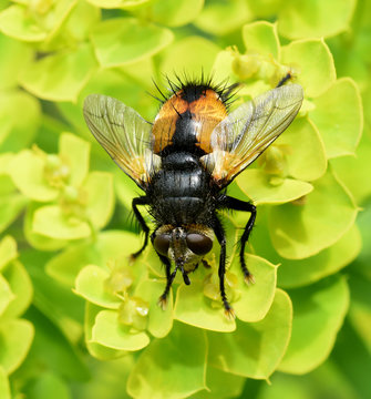 Igelfliege, Tachina fera
