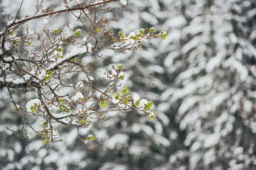 A few branches of green leaves is photographed against the background of the winter forest