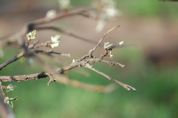 Apple tree