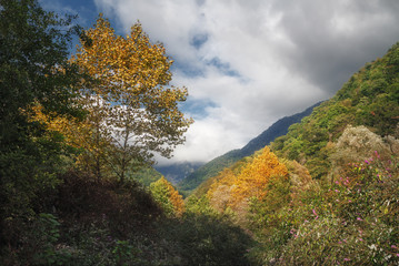 Fototapeta premium Mountain range overgrown with forest in autumn day