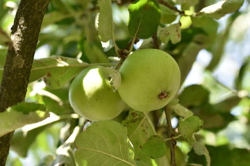 Apfel Frucht Bio