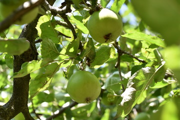 Apfelbaum Frucht Bio