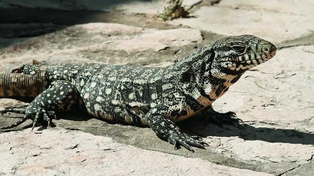 Overo lizard close up - Resting south american reptile