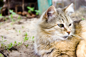 Naklejka na ściany i meble Greek cat on the street outdoor day