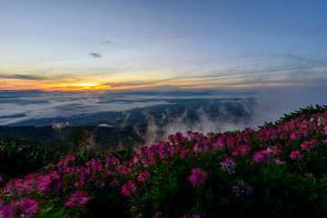Fototapeta na wymiar the mist on high mountain with flower field
