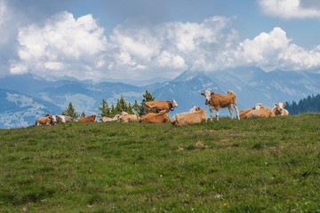 Beautiful swiss alps mountains. Alpine meadows. Farm. Cows.