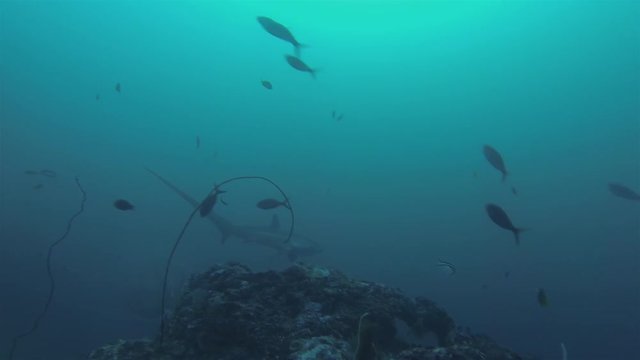 Thresher Shark Swimming Away Over Coral Sea Mount & Small School Of Fish Into The Deep Blue Philippines Visayan Sea At Monad Shoal In Malapascua 