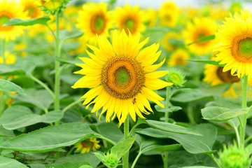 It has become the best time to see sunflowers.