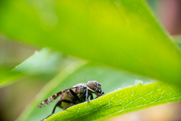 Fly resting on Leaf, selective focu