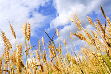 Ears of ripening wheat against the sky on a summer day.
