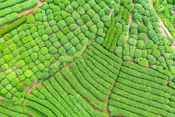 tea garden