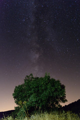 Beautiful tree and sky with the milky way