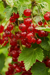 Red ripe juicy currant on the green branch at sunny day close up. Red currant bunch on sunlight. Redcurrant berries ribes rubrum. Flora of asia, europe and north america