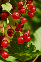 Red ripe juicy currant on the green branch at sunny day close up. Red currant bunch on sunlight. Redcurrant berries ribes rubrum. Flora of asia, europe and north america