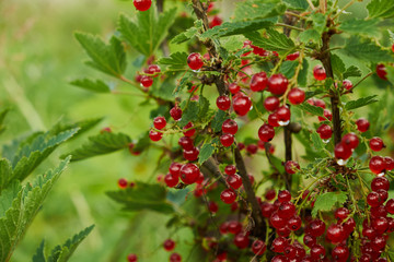 Red ripe juicy currant on the green branch at sunny day close up. Red currant bunch on sunlight. Redcurrant berries ribes rubrum. Flora of asia, europe and north america