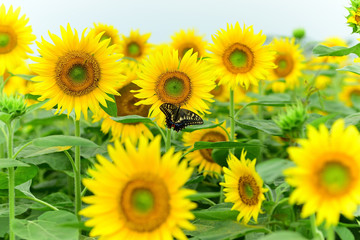 Sunflower and butterfly
