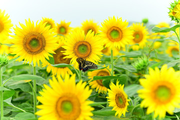 Sunflower and butterfly