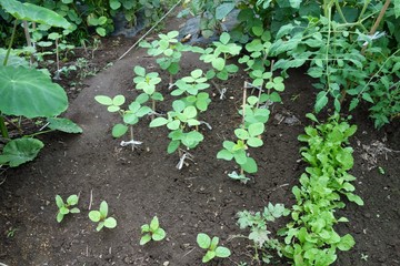 ７月の菜園