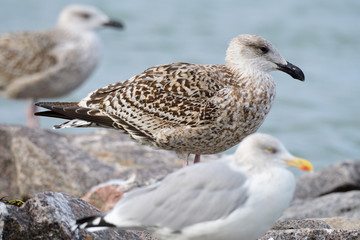 Juvene Silbermöwe an der Ostsee
