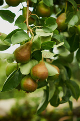 Pears on the tree. Selective focus