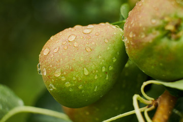 Pears on the tree. Selective focus
