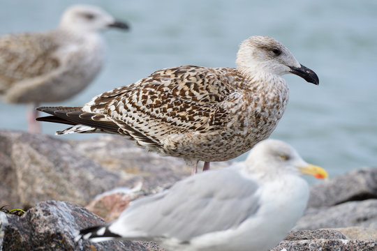 Juvene Images Browse 13 Stock Photos, Vectors, and Video Adobe Stock